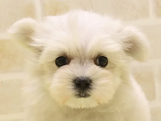東京都のマルチーズ (ペッツワン昭島店/2025年1月16日生まれ/女の子/ホワイト)の子犬